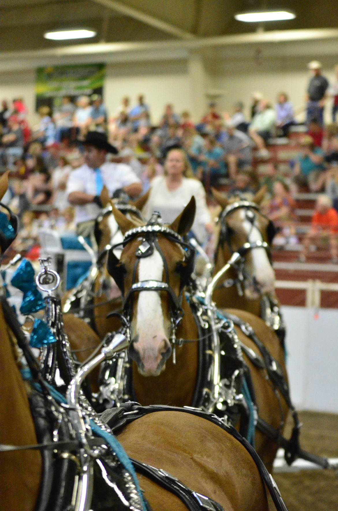 8-25-19 Draft Horse Hitch Final (108).JPG